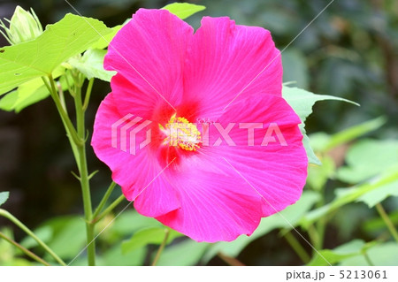 暑さにめげず美しく開花したフヨウの花 5213061