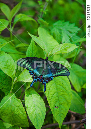 アゲハチョウ科ミヤマカラスアゲハ 5213353