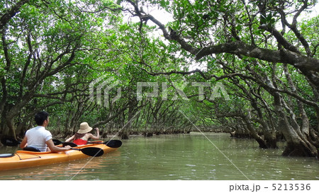 マングローブカヌー 5213536