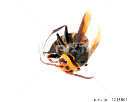 スズメバチ 5213605