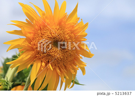 ひまわり(ゴーギャンのひまわり) ひまわり(ゴーギャンのひまわり) 5213637