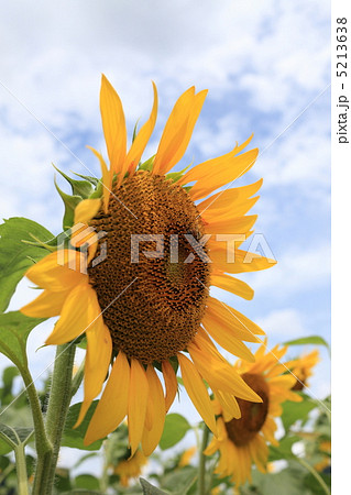ひまわり畑 5213638