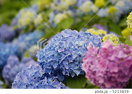 アジサイの花 5213839