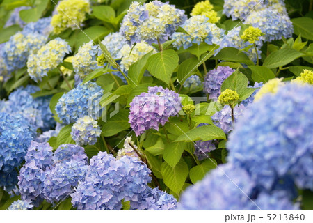 アジサイの花 5213840