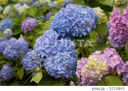 アジサイの花 アジサイの花 5213841