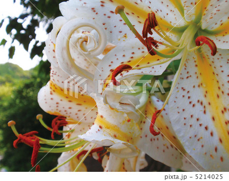 ヤマユリ 5214025