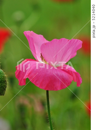 ポピー ポピー 5214040