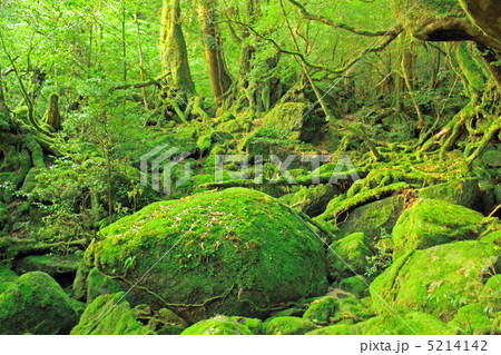 屋久島_もののけの森 5214142