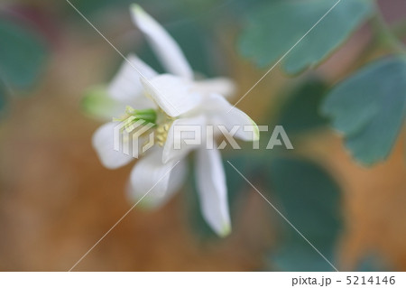 ミヤマオダマキ　白花 5214146