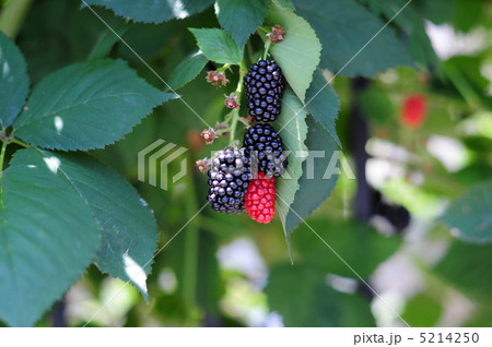 桑の実-3 5214250