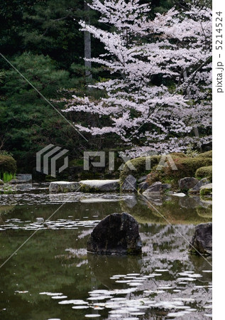 春の平安神宮、中神苑 5214524