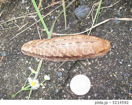 ヤマナメクジ 5214592