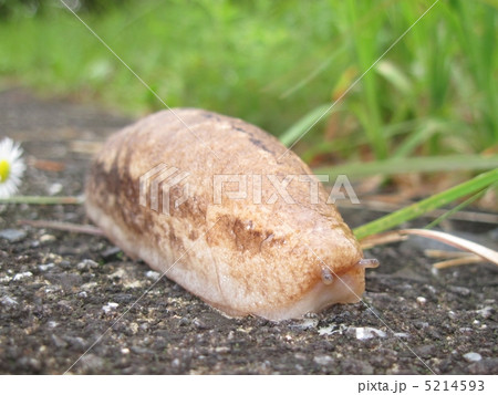 ヤマナメクジ 5214593