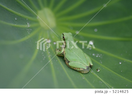 雨蛙 5214625