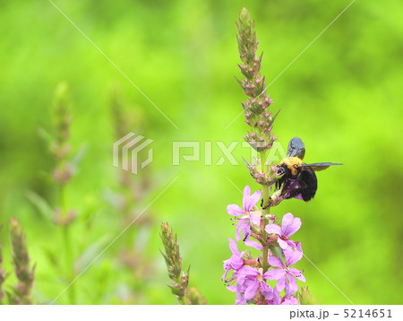 クマバチ 5214651
