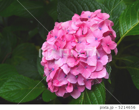 紫陽花 紫陽花 5214656