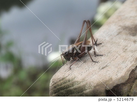 コオロギ 5214679