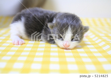 生まれたての子猫の写真素材