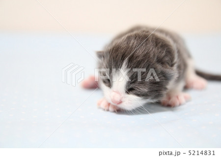 子猫 5214831