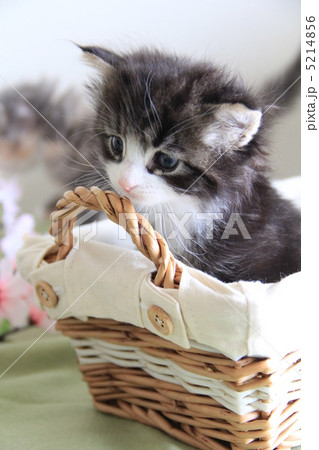 かごの子猫 5214856