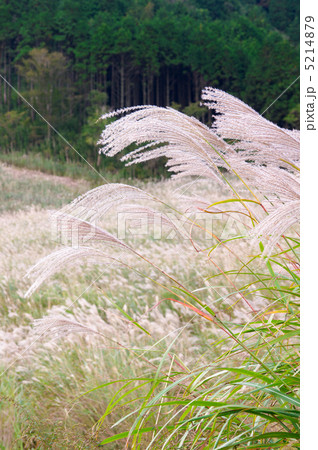 すすき すすき 5214879