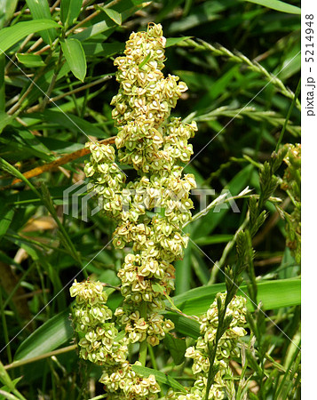 ギシギシ(羊蹄) ギシギシ(羊蹄) 5214948