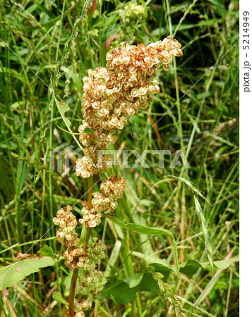 ギシギシ(羊蹄) ギシギシ(羊蹄) 5214949