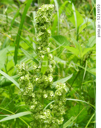 ギシギシ(羊蹄) ギシギシ(羊蹄) 5214950