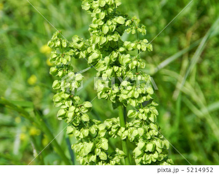 ギシギシ(羊蹄) ギシギシ(羊蹄) 5214952