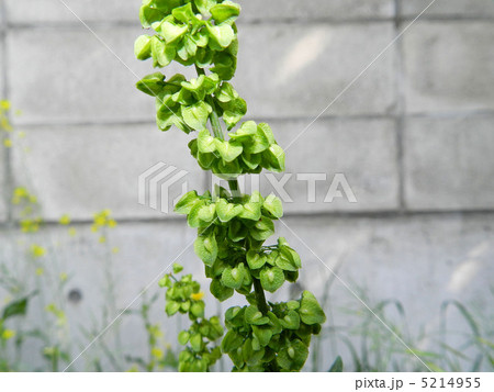 ギシギシ(羊蹄) ギシギシ(羊蹄) 5214955