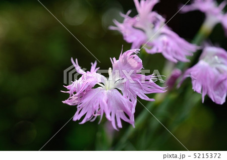 ナデシコの花 ナデシコの花 5215372