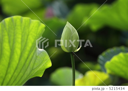 主役の誕生 5215434