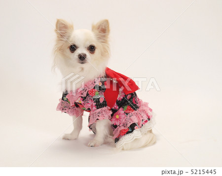 浴衣を着た白い犬 5215445