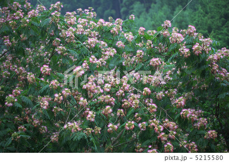 合歓の花 5215580