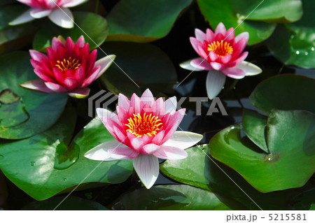 ピンク色の睡蓮 5215581