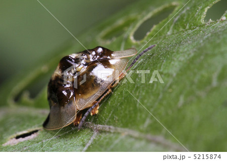 イチモンジカメノコハムシ2 5215874