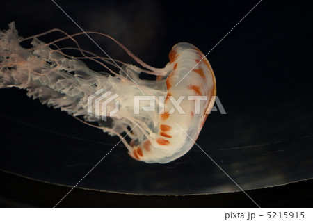 クラゲ 5215915