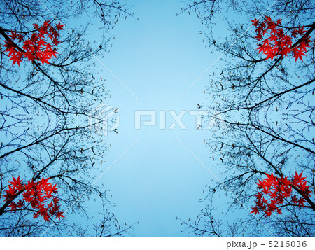 秋から冬へ　 5216036