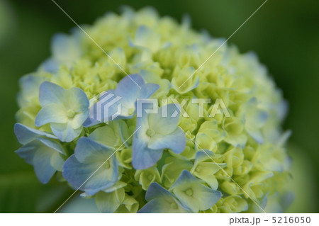 アジサイ アジサイ 5216050