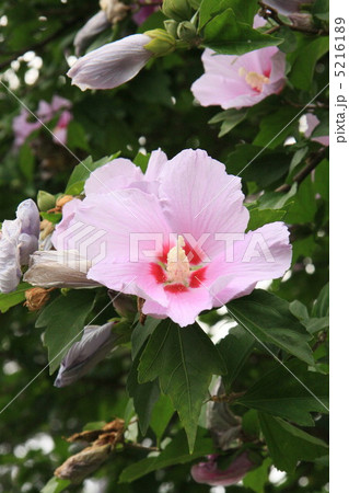 芙蓉 5216189
