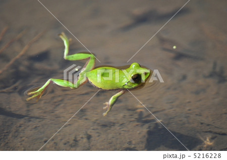 田んぼの蛙 5216228