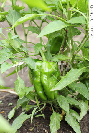 ピーマン 5216245