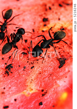 クロオオアリ 5216246