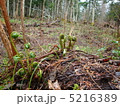 こごみ 5216389