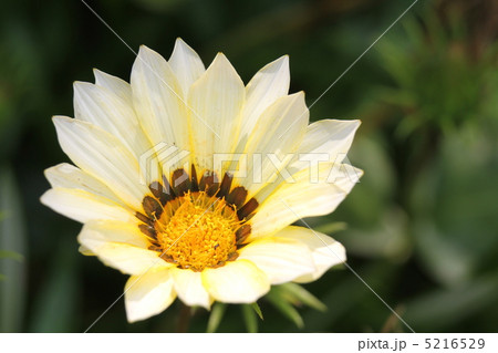 ガザニア 5216529