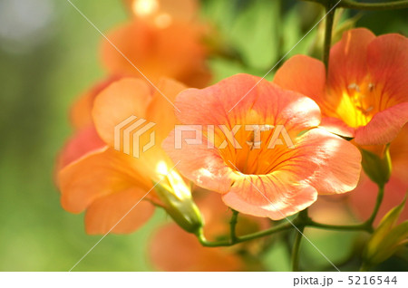 ノウゼンカヅラ（オレンジ） 5216544