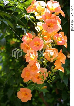 ノウゼンカヅラ(オレンジ) ノウゼンカヅラ(オレンジ) 5216545