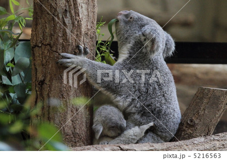 コアラの赤ちゃん 5216563