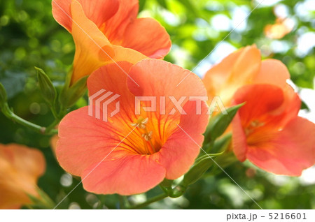 ノウゼンカヅラ（オレンジ） 5216601