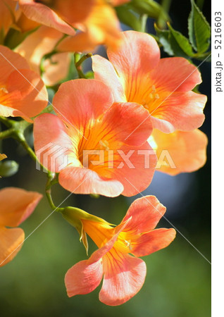 ノウゼンカヅラ（オレンジ） 5216603